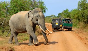 yala National Park