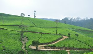 tea plantations