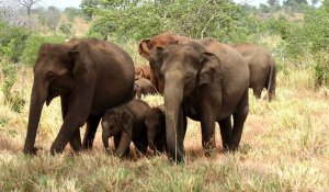 Udawalawe National Park 