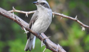 Kalamatiya Bird Sanctuary