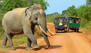 Yala National Park