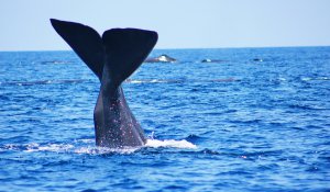 whale-watching-mirissa