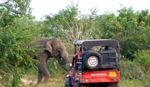 Udawalawe National Park 