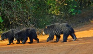 yala National Park