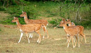 Yala National Park