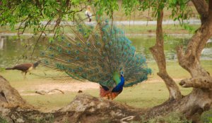 Yala National Park