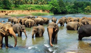 Pinnawala Elephant Orphanage