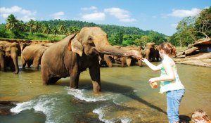 Pinnawala Elephant Orphanage 