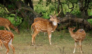 yala National Park